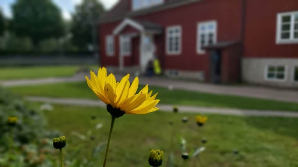 blomma