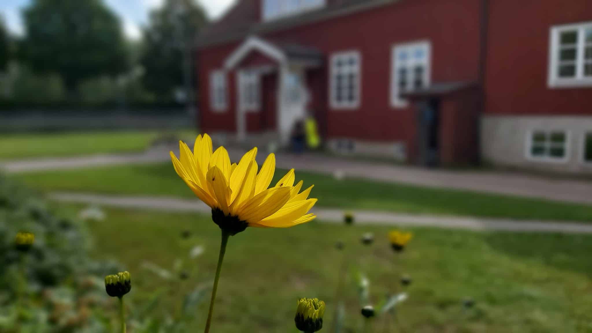 blomma
